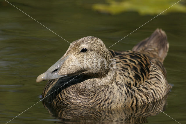 Eider (Somateria mollissima)