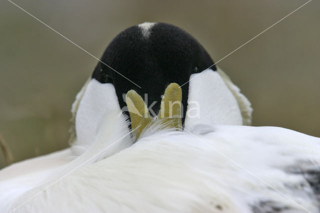 Eider (Somateria mollissima)