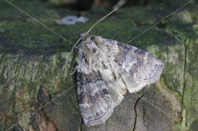 Oak Lutestring (Cymatophorima diluta)