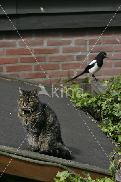 Black-billed Magpie (Pica pica)