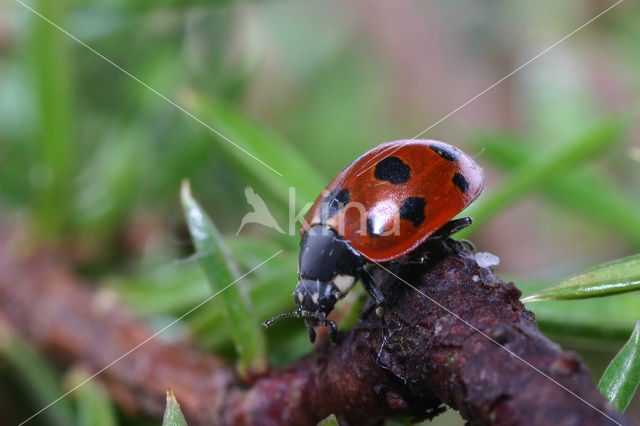 11-spot ladybird