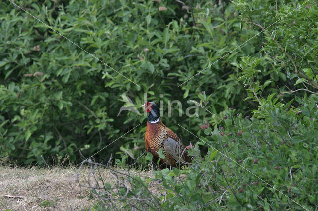 Ring-necked Pheasant (Phasianus colchicus)