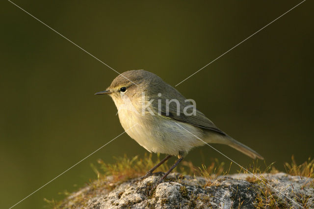 Willow Warbler (Phylloscopus trochilus)