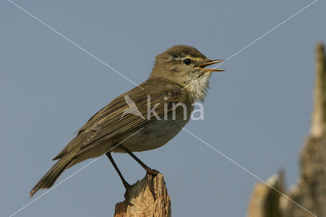 Willow Warbler (Phylloscopus trochilus)