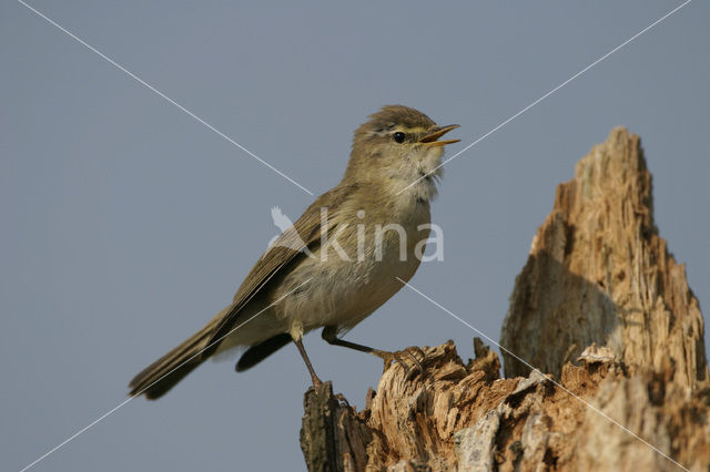 Willow Warbler (Phylloscopus trochilus)