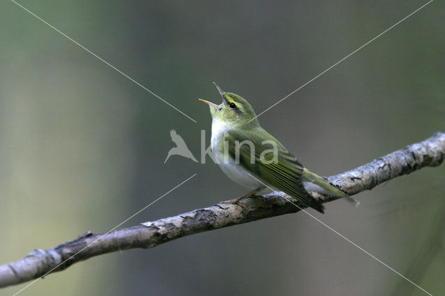 Fluiter (Phylloscopus sibilatrix)