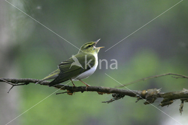 Wood Warbler (Phylloscopus sibilatrix)