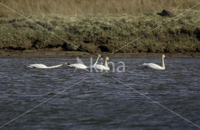 Fluitzwaan (Cygnus columbianus)