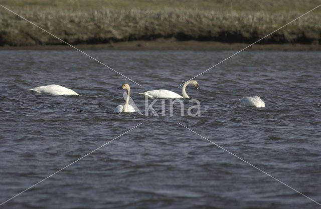 Whistling Swan (Cygnus columbianus)