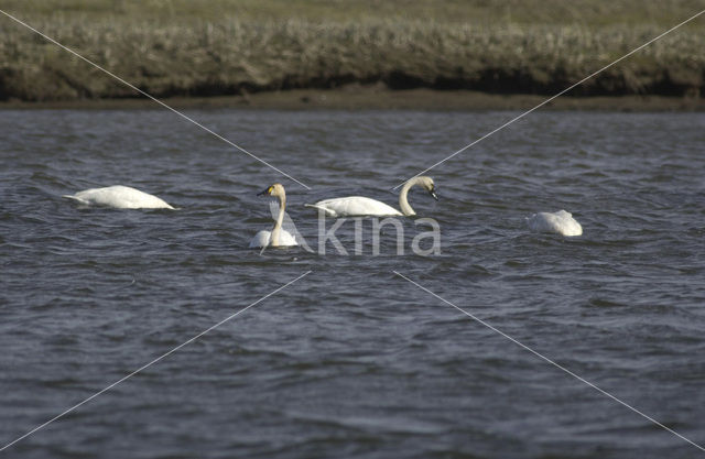 Fluitzwaan (Cygnus columbianus)