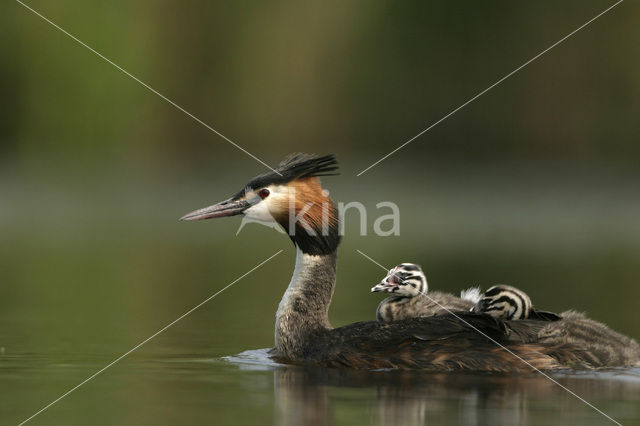 Great Crested Grebe (Podiceps cristatus)