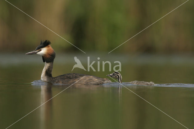 Great Crested Grebe (Podiceps cristatus)