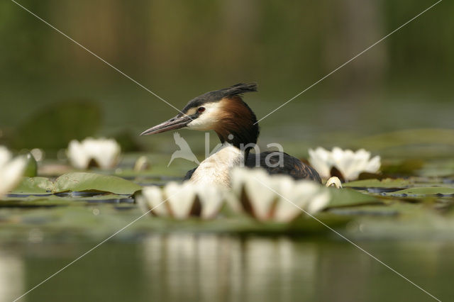 Great Crested Grebe (Podiceps cristatus)