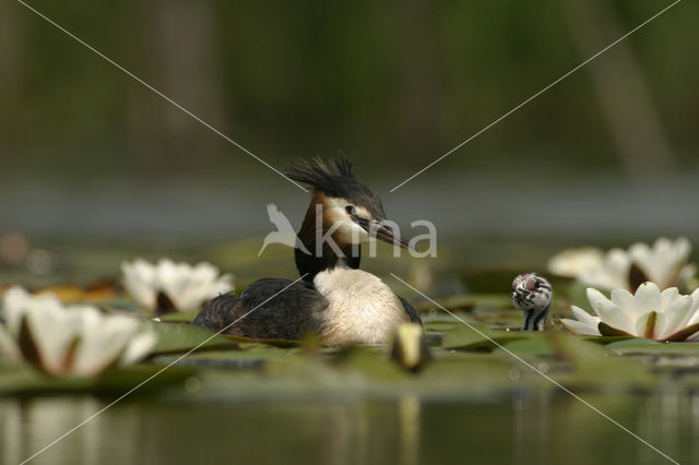 Great Crested Grebe (Podiceps cristatus)