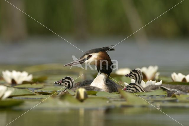 Great Crested Grebe (Podiceps cristatus)