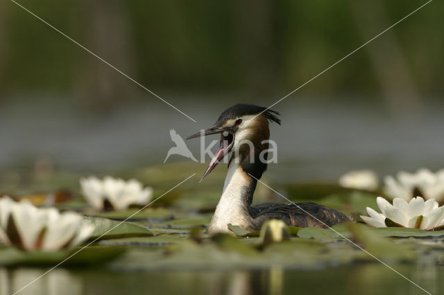 Great Crested Grebe (Podiceps cristatus)