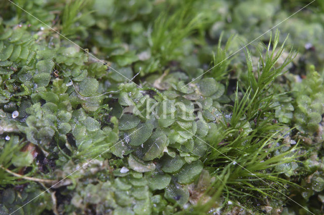 Mueller’s Pouchwort (Calypogeia muelleriana)