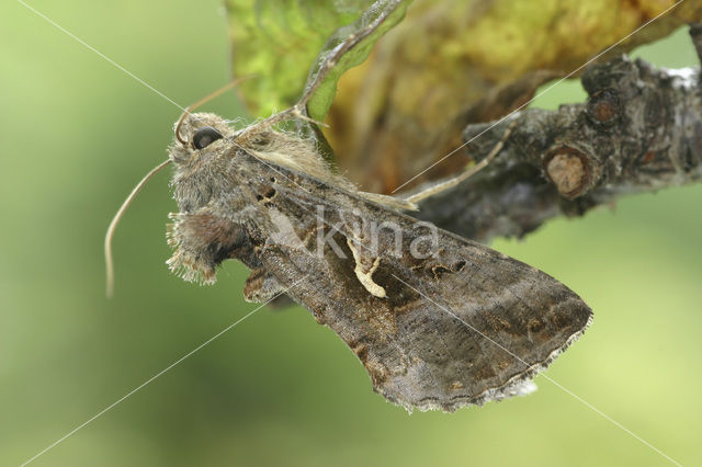 Gamma-uil (Autographa gamma)