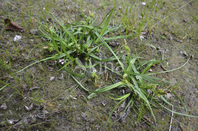 Small-fruited Yellow-sedge (Carex oederi subsp. oedocarpa)