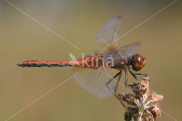 Yellow-winged Darter (Sympetrum flaveolum)