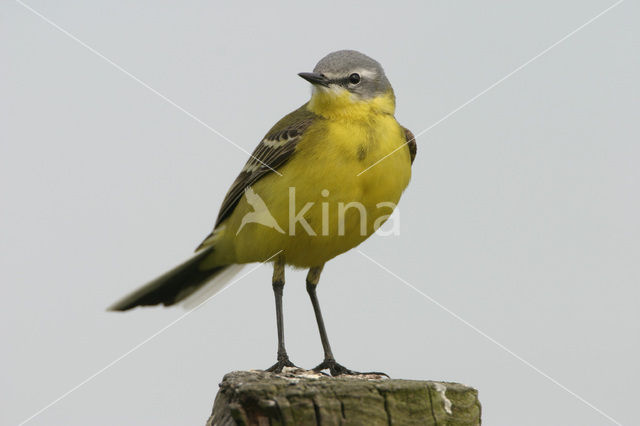 Yellow Wagtail (Motacilla flava)