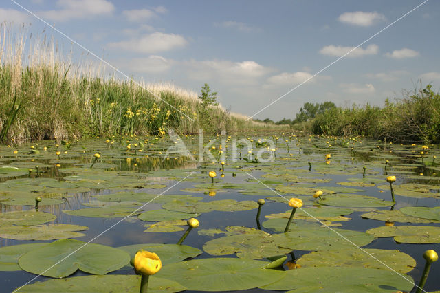 Yellow Waterlily (Nuphar lutea)