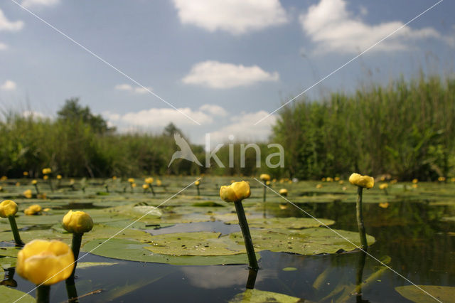 Gele plomp (Nuphar lutea)