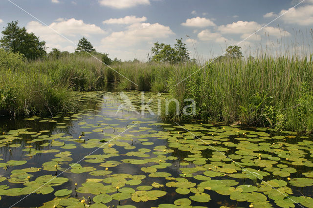 Gele plomp (Nuphar lutea)