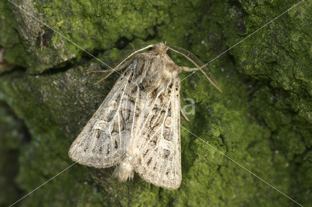 Gelijnde grasuil (Tholera decimalis)