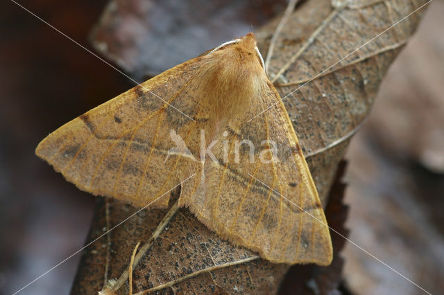 Gepluimde spanner (Colotois pennaria)