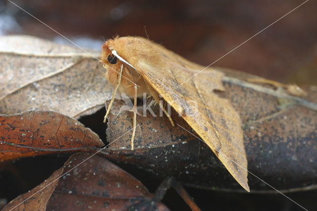 Gepluimde spanner (Colotois pennaria)