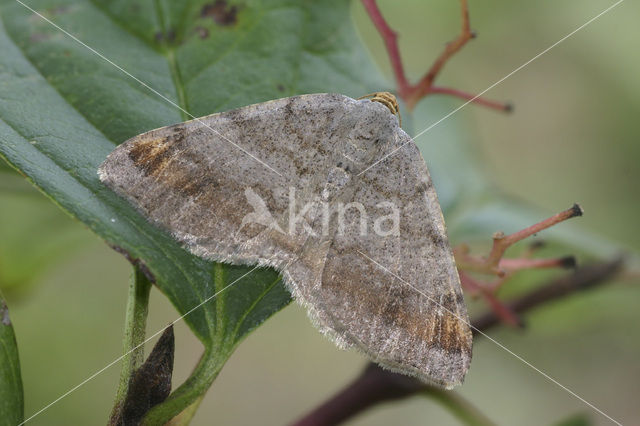 Tawny-barred Angle (Macaria liturata)