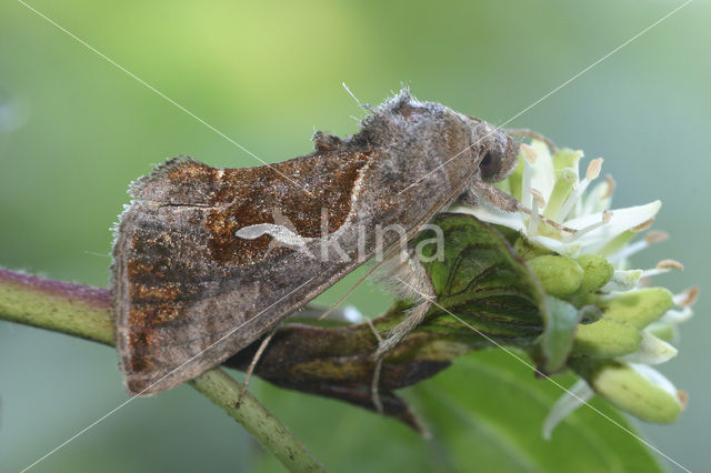 Dewick’s Plusia (Macdunnoughia confusa)