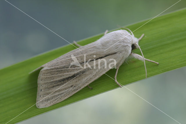 Flame Wainscot (Senta flammea)