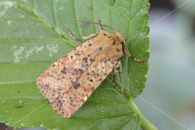 Gevlekte winteruil (Conistra rubiginea)