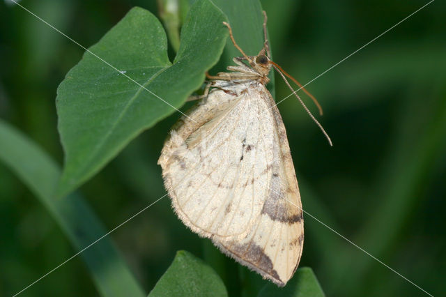 Northern Spinach (Eulithis populata)