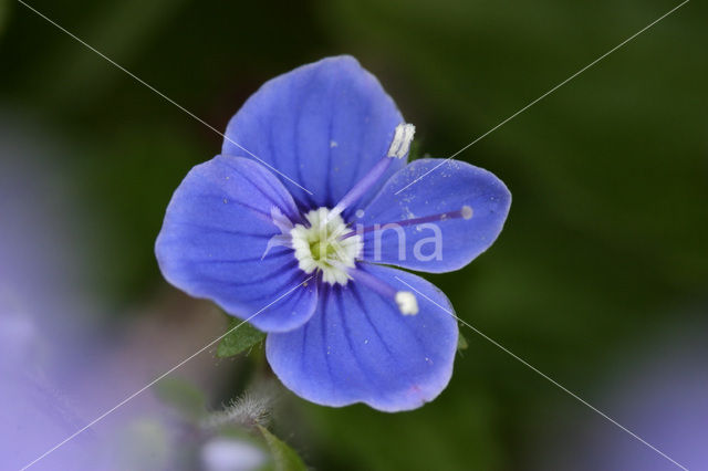 Germander Speedwell (Veronica chamaedrys)