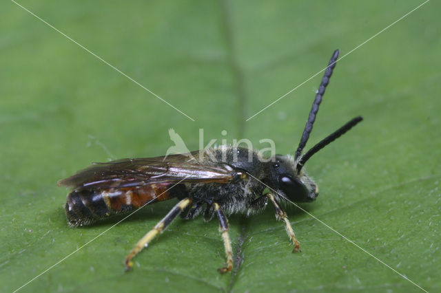 Slender Mining Bee (Lasioglossum calceatum)