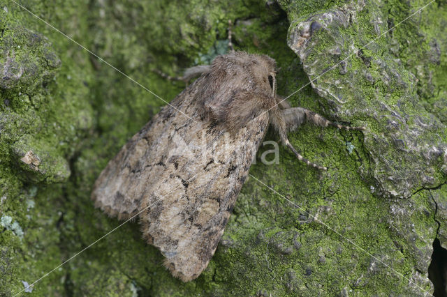 Flounced Rustic (Luperina testacea)