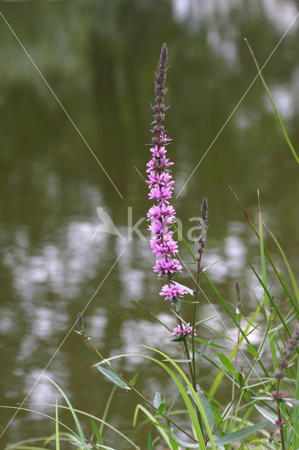 Purple Loosestrife (Lythrum salicaria)