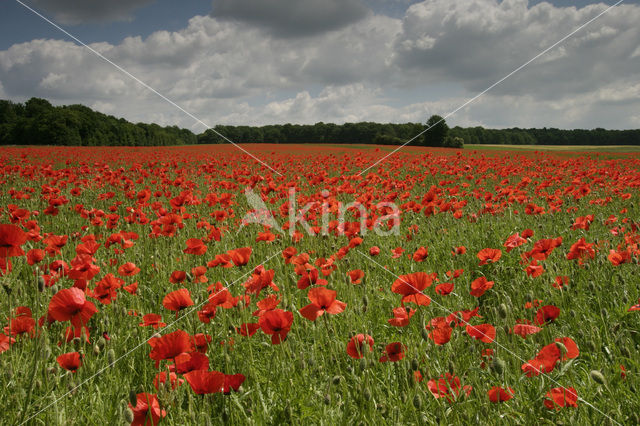 Gewone klaproos (Papaver rhoeas)