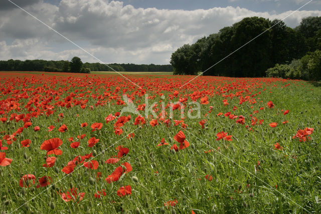 Gewone klaproos (Papaver rhoeas)