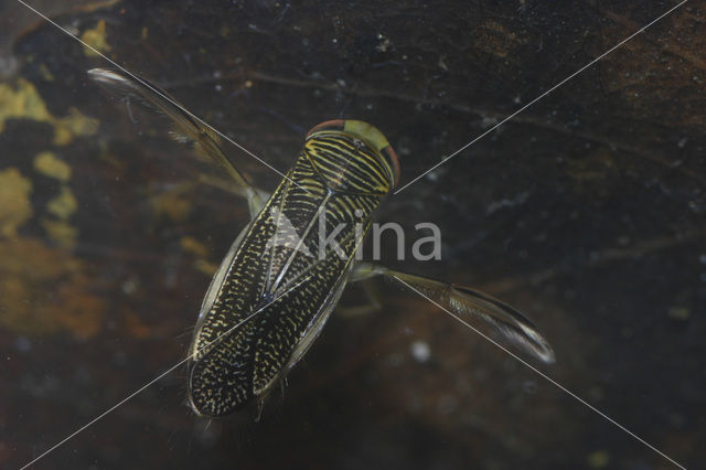 Sigara striata