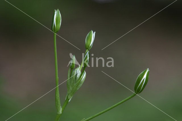 Gewone vogelmelk (Ornithogalum umbellatum)