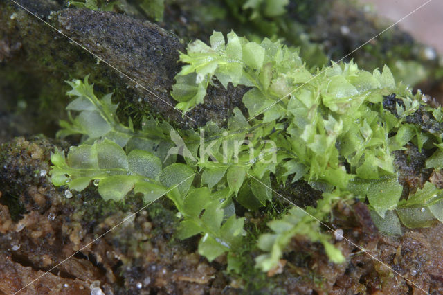 Gewoon kantmos (Lophocolea bidentata)