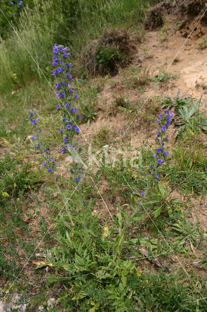 Gewoon Slangenkruid (Echium vulgare)