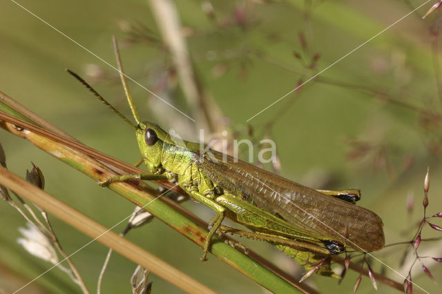 Gouden sprinkhaan (Chrysochraon dispar)