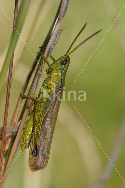 Large Gold Grasshopper (Chrysochraon dispar)