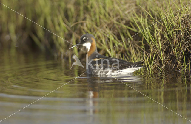 Grauwe Franjepoot (Phalaropus lobatus)