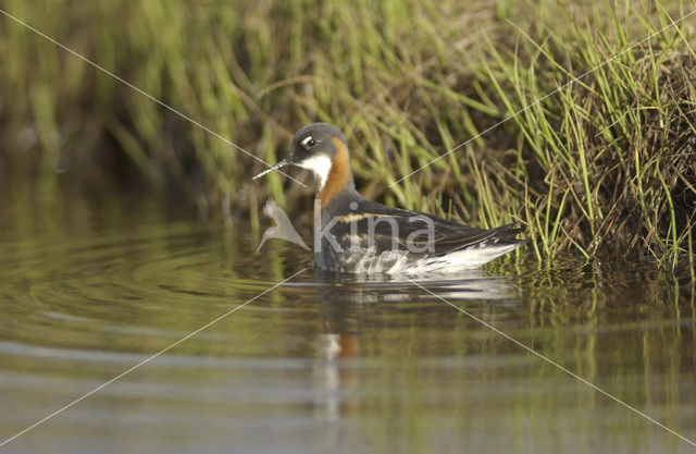 Red-necked Phalarope (Phalaropus lobatus)